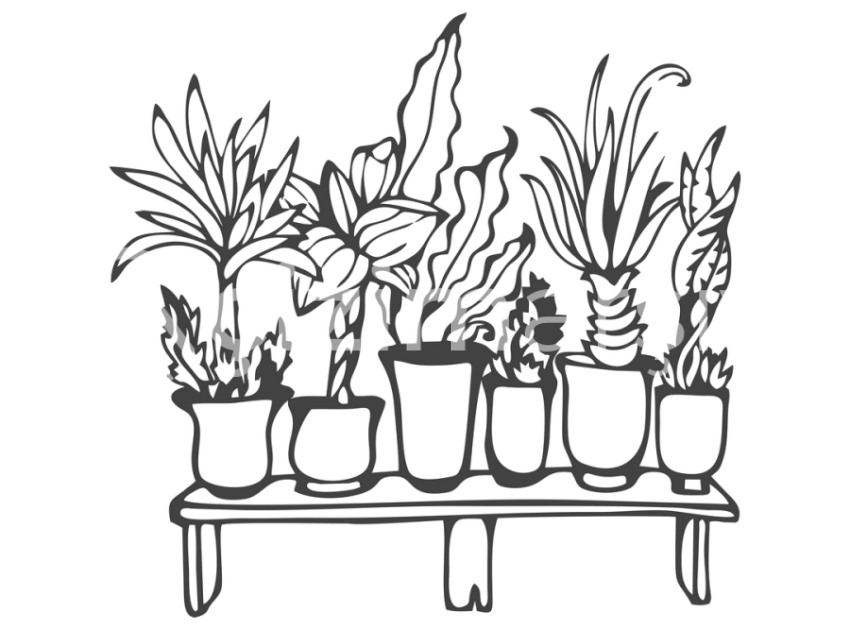 cicek-ve-kaktusler-(1)